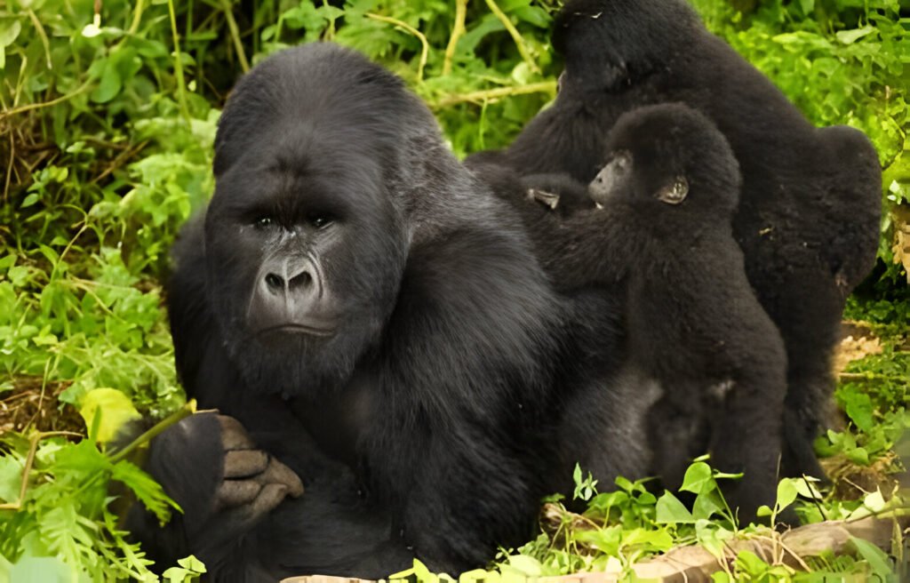 Best Rwanda Gorilla Trekking Packages 2024, 2025, and 2026