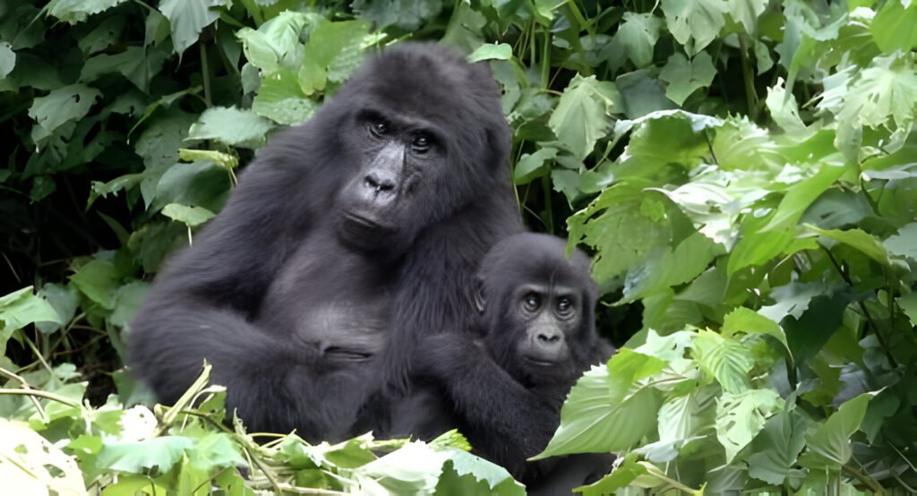 Best Gorilla Rwanda Tour Packages – Experience an Adventure of a Lifetime