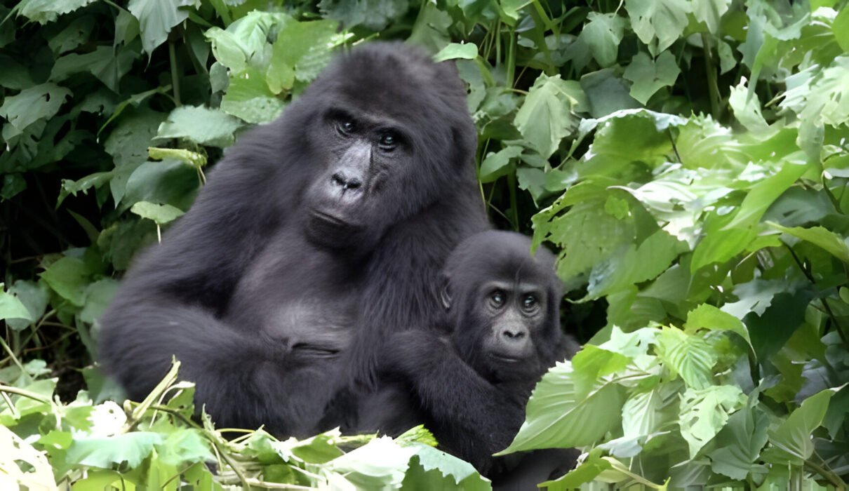 Best Gorilla Rwanda Tour Packages – Experience an Adventure of a Lifetime