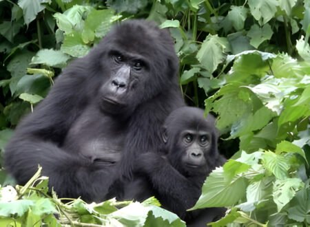 Best Gorilla Rwanda Tour Packages – Experience an Adventure of a Lifetime