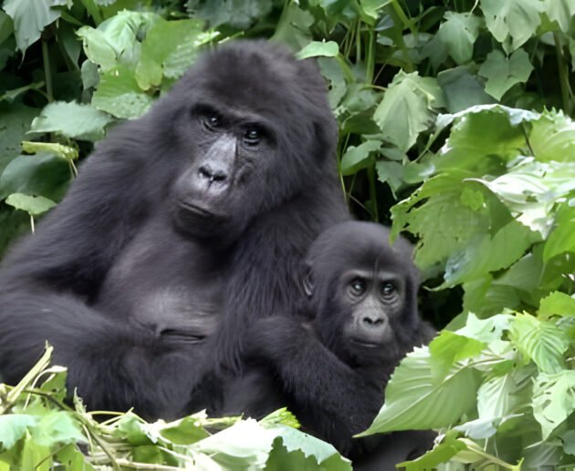 Best Gorilla Rwanda Tour Packages – Experience an Adventure of a Lifetime