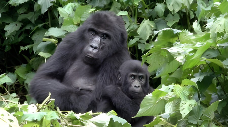 Best Gorilla Rwanda Tour Packages – Experience an Adventure of a Lifetime