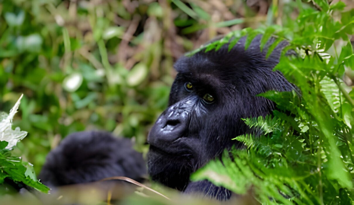 Best Gorilla Rwanda Tour Packages – Experience an Adventure of a Lifetime