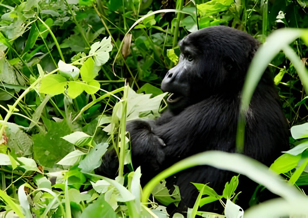 Best Rwanda Gorilla Trekking Packages 2024, 2025, and 2026