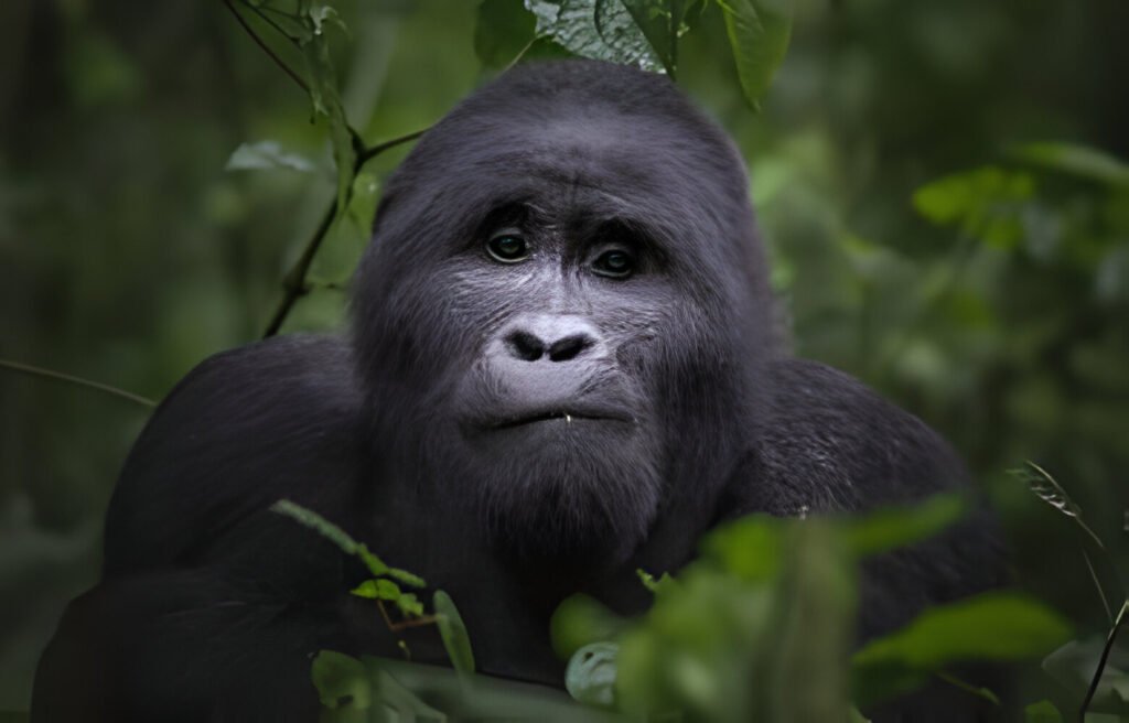 Infographic What to Pack for Gorilla Trekking in 2025-2026 Infographic What to Pack for Gorilla Trekking in 2025-2026