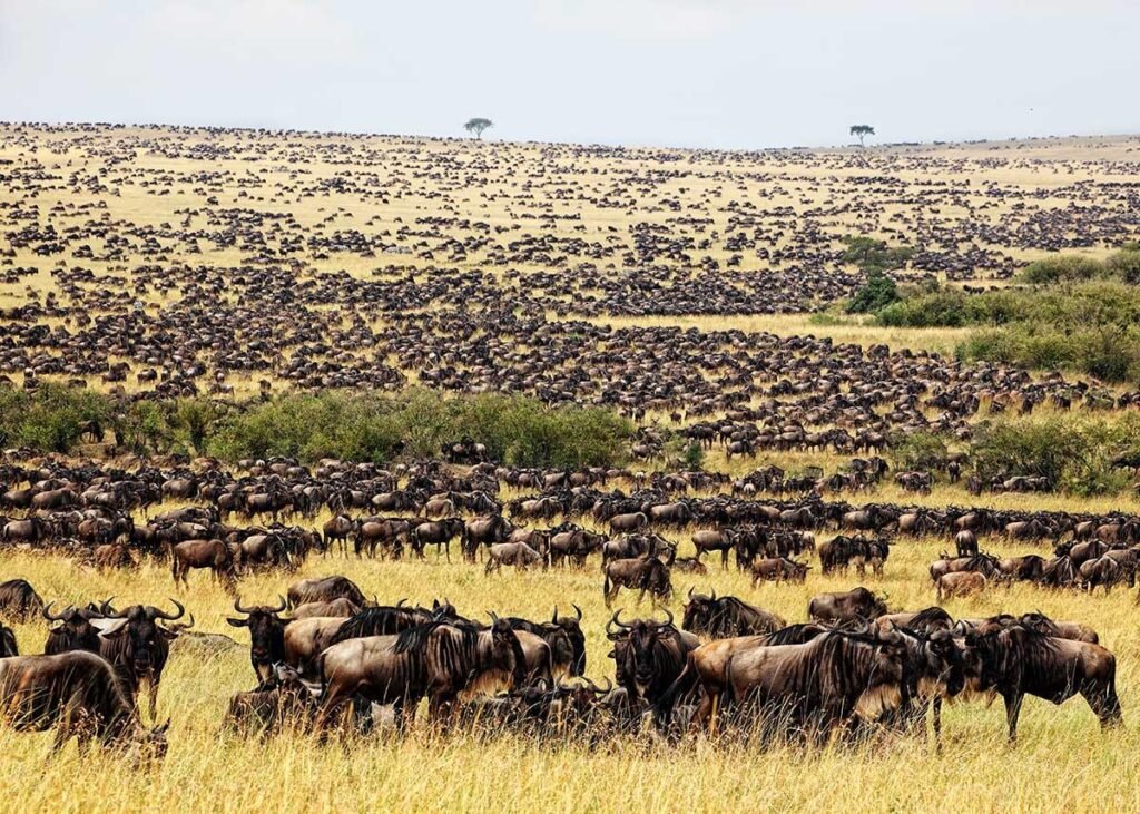 Top 5 Places to See the Great Wildebeest Migration in Tanzania in 2027, 2028 and 2029 Top 5 Places to See the Great Wildebeest Migration in Tanzania in 2027, 2028 and 2029