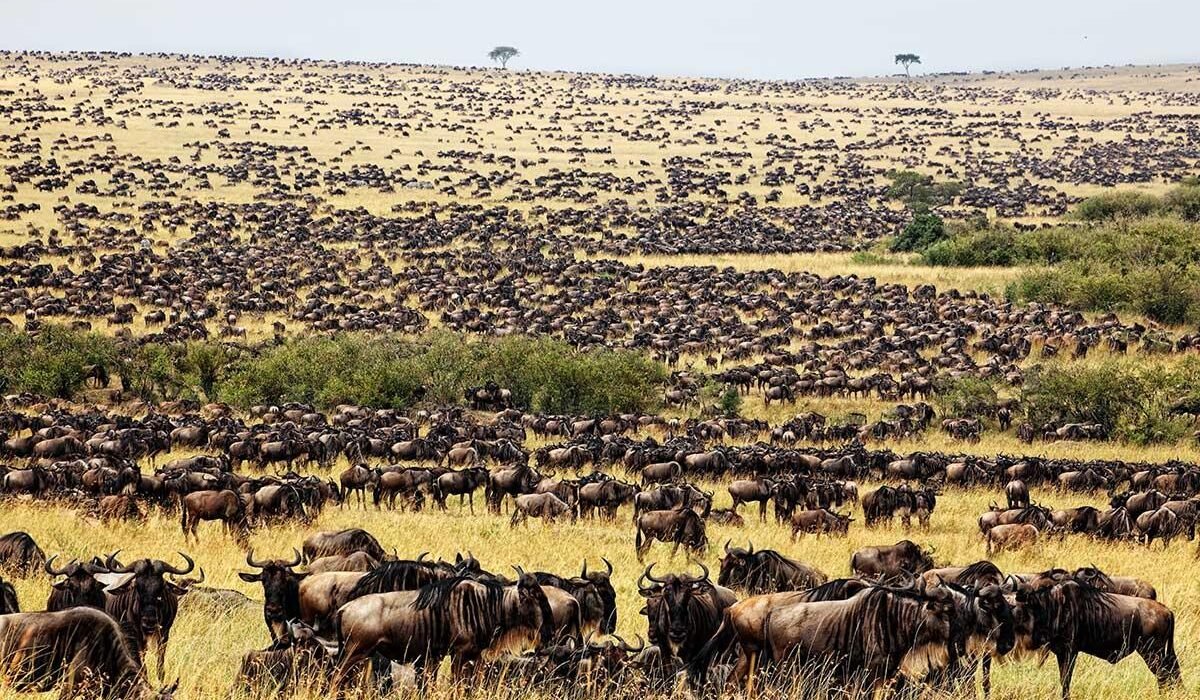 Top 5 Places to See the Great Wildebeest Migration in Tanzania in 2027, 2028 and 2029