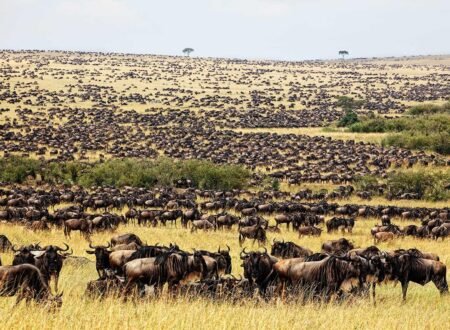 Top 5 Places to See the Great Wildebeest Migration in Tanzania in 2027, 2028 and 2029