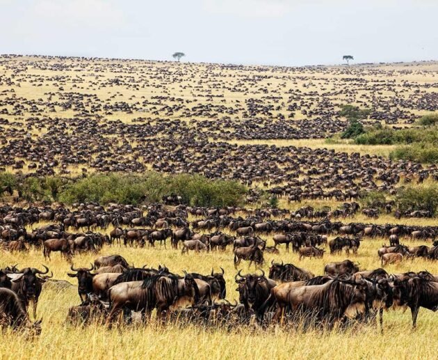 Top 5 Places to See the Great Wildebeest Migration in Tanzania in 2027, 2028 and 2029