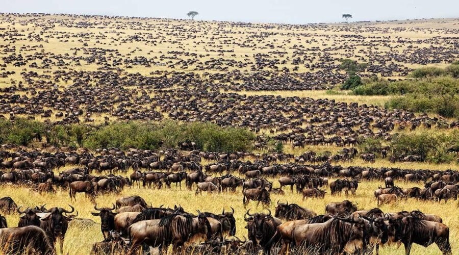 Top 5 Places to See the Great Wildebeest Migration in Tanzania in 2027, 2028 and 2029