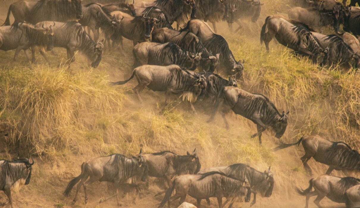 The best Serengeti Migration Safari Packages 2026