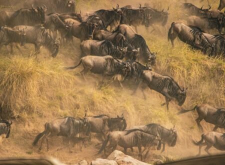 The best Serengeti Migration Safari Packages 2026