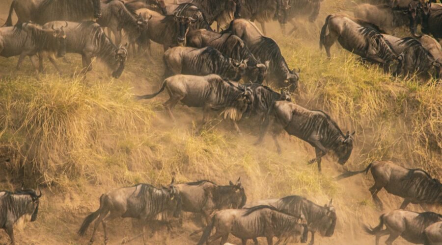 The best Serengeti Migration Safari Packages 2026