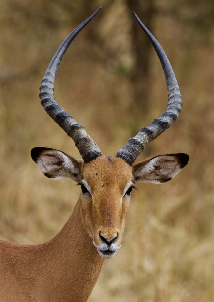 How Fast Can an Antelope Run ?