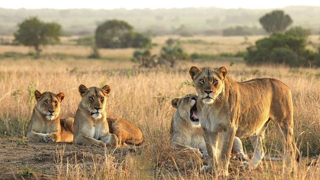 Tanzanie Safari: Your Ultimate Wildlife Adventure in 2027 & 2028