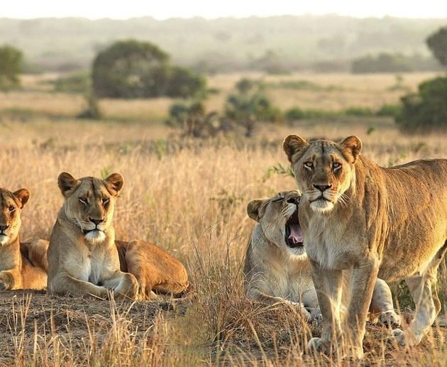 Top National Parks in Africa for 2027 and 2028 Safaris: Best Wildlife Destinations and Travel Tips