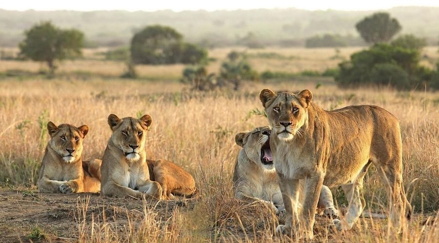 Top National Parks in Africa for 2027 and 2028 Safaris: Best Wildlife Destinations and Travel Tips
