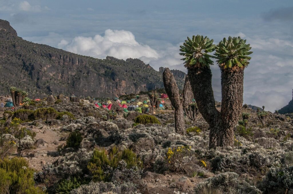 6-Days to the Top Kilimanjaro Umbwe Route 2025