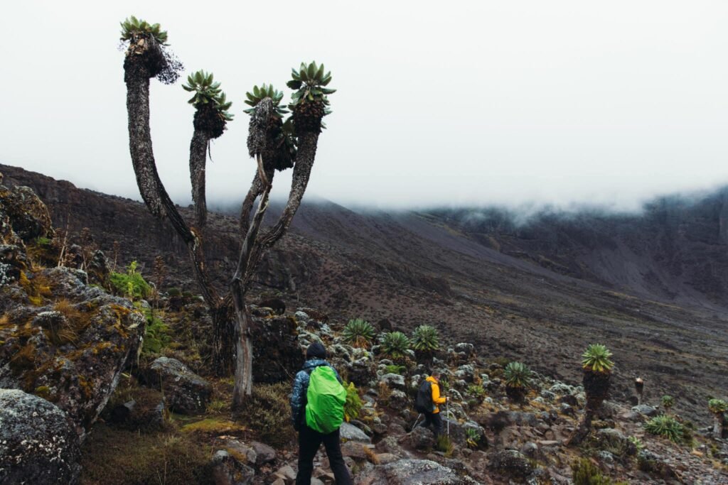 Ultimate Kilimanjaro Climbing | Plan for 2025/2026