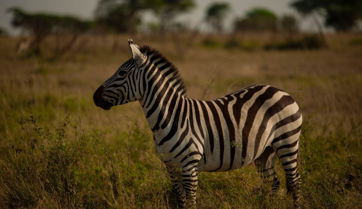 8-Day Budget Tanzania Safari 2027: Affordable Wildlife Adventure Through Serengeti, Ngorongoro, Tarangire and Lake Manyara