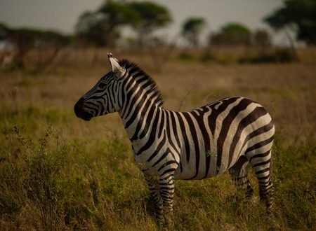 8-Day Budget Tanzania Safari 2027: Affordable Wildlife Adventure Through Serengeti, Ngorongoro, Tarangire and Lake Manyara