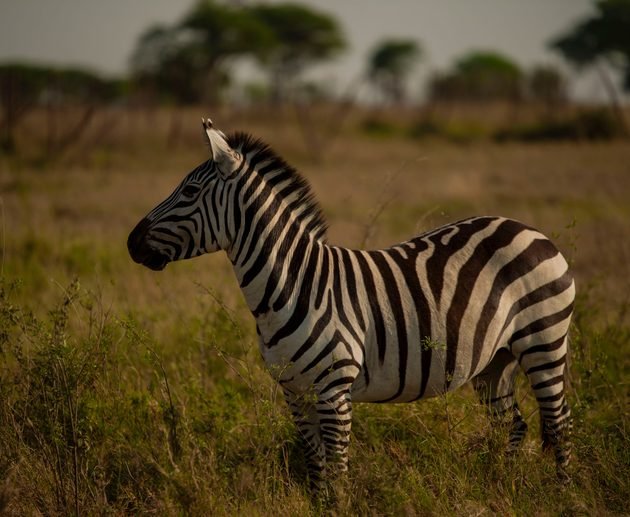 8-Day Budget Tanzania Safari 2027: Affordable Wildlife Adventure Through Serengeti, Ngorongoro, Tarangire and Lake Manyara