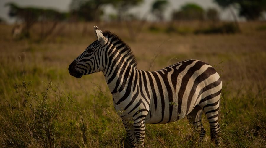 8-Day Budget Tanzania Safari 2027: Affordable Wildlife Adventure Through Serengeti, Ngorongoro, Tarangire and Lake Manyara