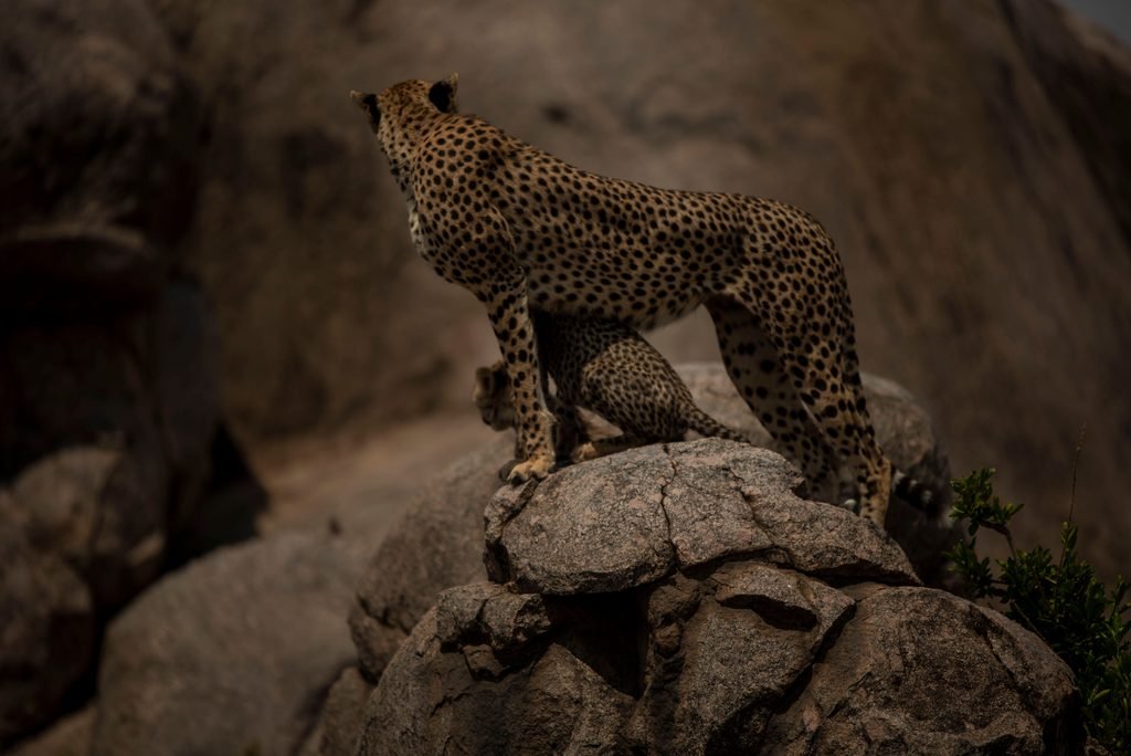 Ultimate Luxury Safari in Tanzania 2027: What to Expect, Best Destinations, Lodges and Travel Tips