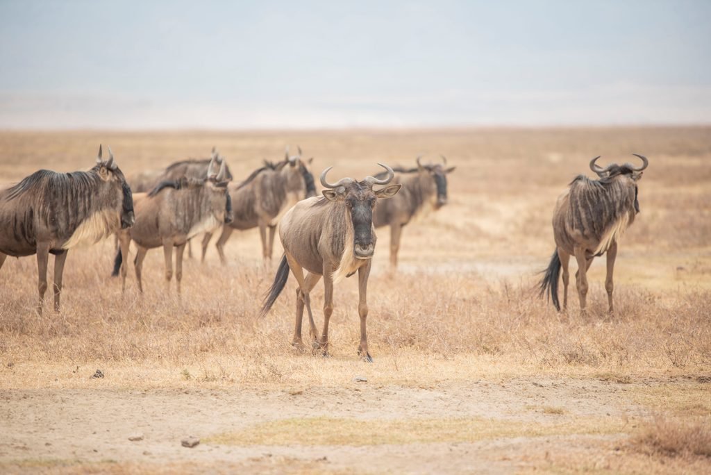 Tanzania in January: Weather, Best Safari Destinations, Travel Tips and Things to Do