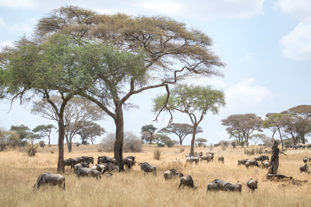 The best comprehensive guide to Kenya : What should I pack for a safari in 2025/2026? comprehensive guide to Kenya