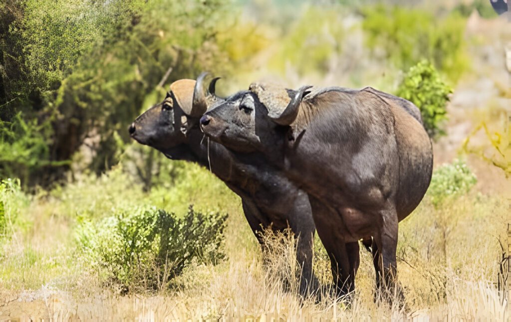 Top 8 days of budget-friendly safari