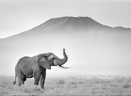 Amboseli National Park Safari Guide 2027/2028: Wildlife, Mount Kilimanjaro Views and Travel Tips