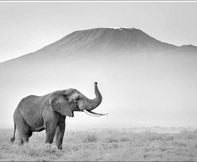 Amboseli National Park Safari Guide 2027/2028: Wildlife, Mount Kilimanjaro Views and Travel Tips