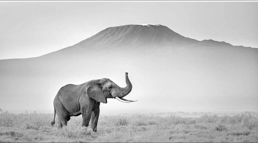 Amboseli National Park Safari Guide 2027/2028: Wildlife, Mount Kilimanjaro Views and Travel Tips