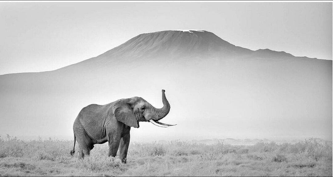 Amboseli National Park Safari Guide 2027/2028: Wildlife, Mount Kilimanjaro Views and Travel Tips