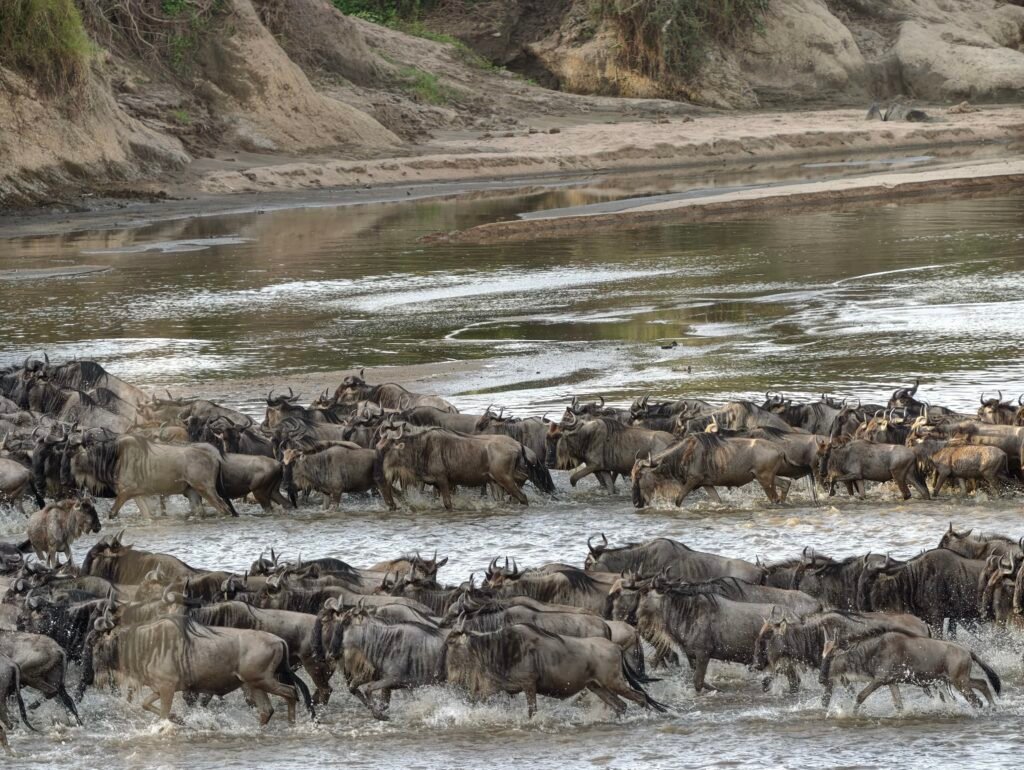 A Comprehensive Guide to Planning Your 2027 Wildebeest Migration Safari in Tanzania: Essential Tips