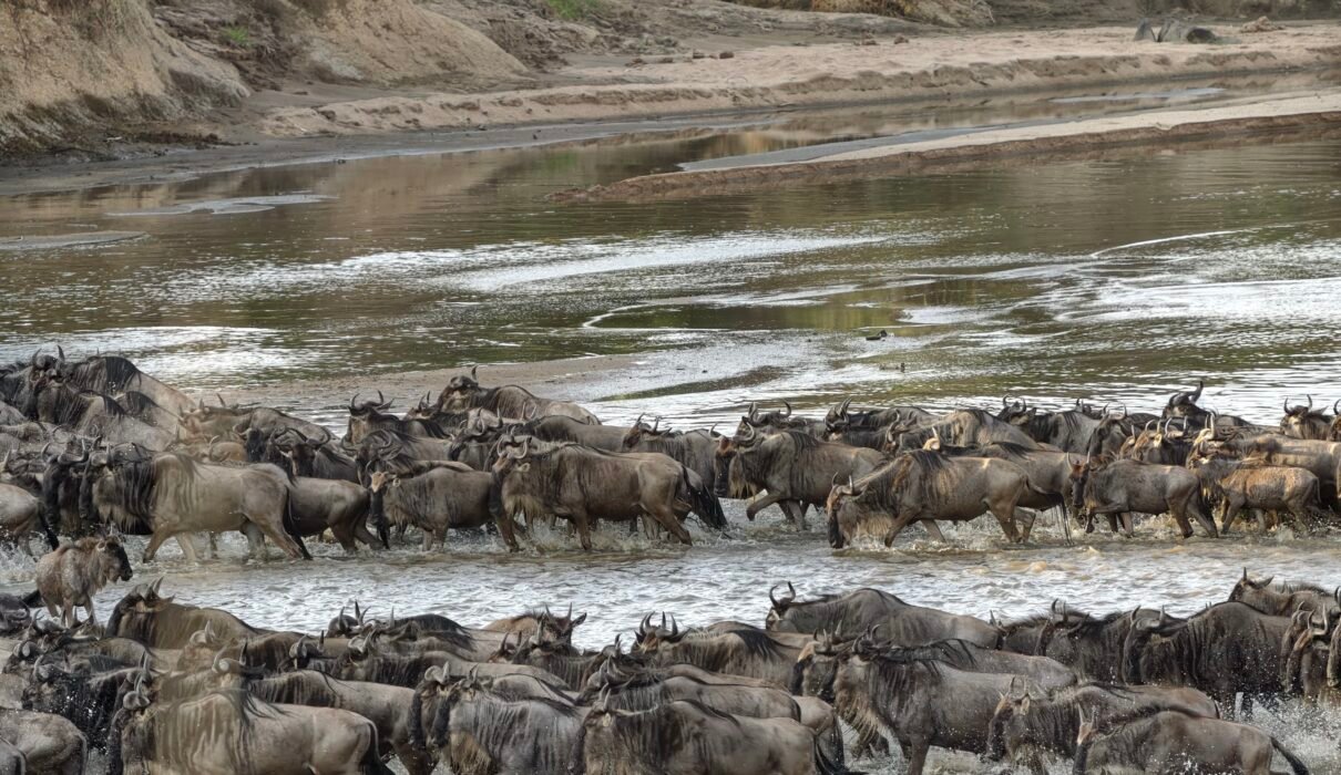 A Comprehensive Guide to Planning Your 2027 Wildebeest Migration Safari in Tanzania: Essential Tips