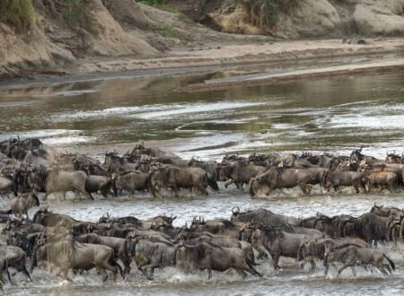 A Comprehensive Guide to Planning Your 2027 Wildebeest Migration Safari in Tanzania: Essential Tips