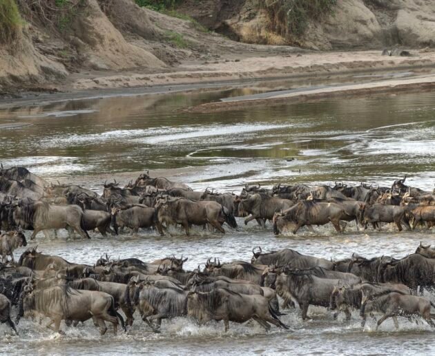 A Comprehensive Guide to Planning Your 2027 Wildebeest Migration Safari in Tanzania: Essential Tips