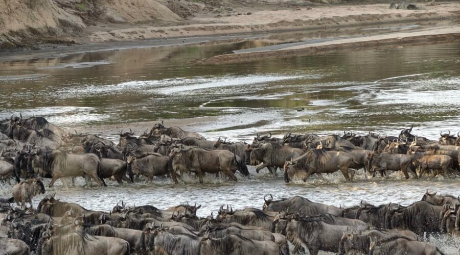 A Comprehensive Guide to Planning Your 2027 Wildebeest Migration Safari in Tanzania: Essential Tips