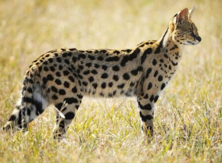 Finest 7 to 10 Days Kenya Itineraries for Wildlife, Culture & Beach Holidays (2026, 2027 & 2028)