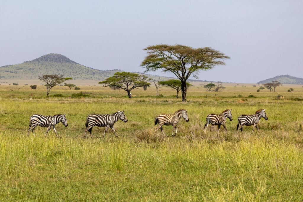 10 Reasons to Visit Ndutu in 2027/2028: Wildlife, Calving Season & Safari Highlights