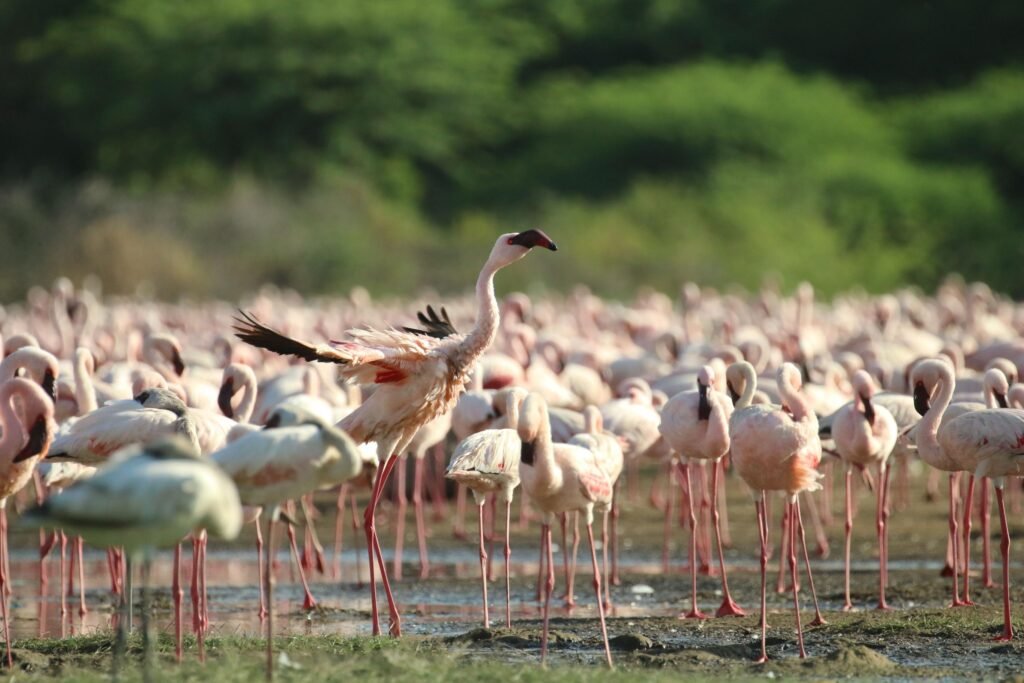 Best 1-Day Lake Manyara National Park Safari from Arusha 2027/2028