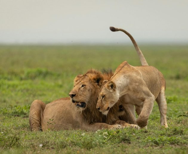 The Ultimate 3-Day Lake Manyara and Ngorongoro Crater Safari 2027/2028