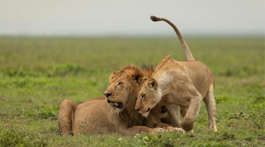 The Ultimate 3-Day Lake Manyara and Ngorongoro Crater Safari 2027/2028