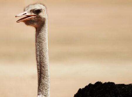 Finest 7 to 10 Days Kenya Itineraries for Wildlife, Culture & Beach Holidays (2026, 2027 & 2028)