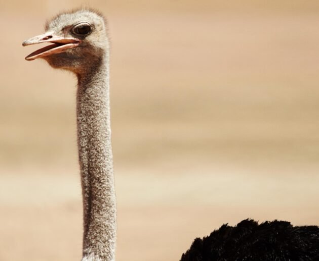 Finest 7 to 10 Days Kenya Itineraries for Wildlife, Culture & Beach Holidays (2026, 2027 & 2028)
