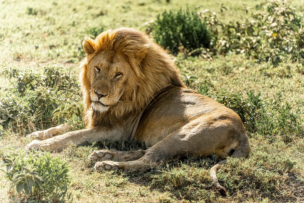 Ultimate Luxury Safari in Tanzania 2027: What to Expect, Best Destinations, Lodges and Travel Tips