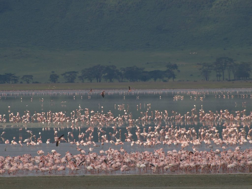 The Ultimate 3-Day Lake Manyara and Ngorongoro Crater Safari 2027/2028