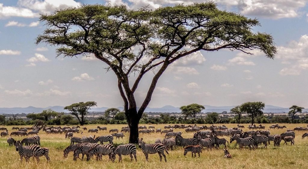Serengeti vs Kruger National Park: Which Is Better for an African Safari in 2027?